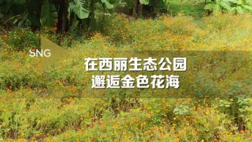 在西丽生态公园邂逅金色花海