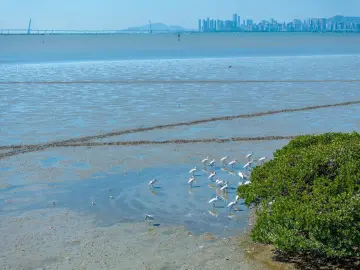 AI系统精准识鸟 监测网络精细巡林 互动平台全民共享 深圳生态有了“数智守护者”