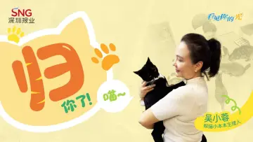 帮3000多只猫“出道”后,这位经纪人的KPI竟是让它们“失业”