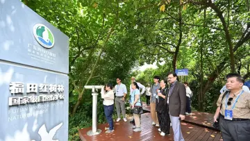 首次最大规模“外眼”聚焦福田红树林！他们在城市中央观鸟、种树、看深圳……