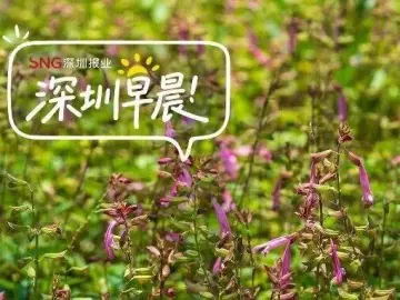 深圳早晨〔2026.09.06〕