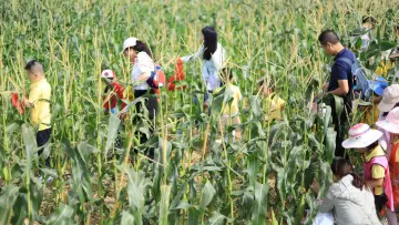 光明欢乐田园黄金稻浪邀市民游客共赴秋约