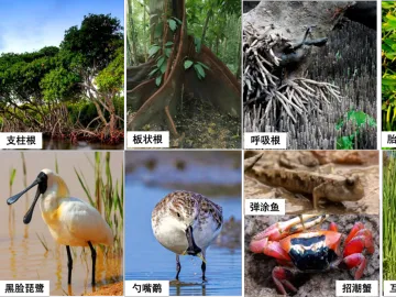 青葱笔记|一株互花米草的涅槃